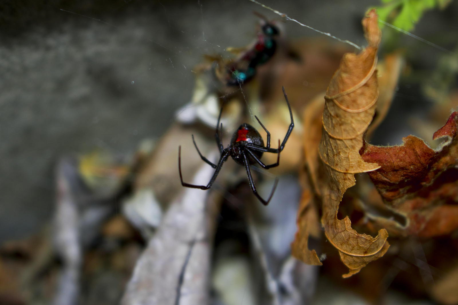 Redback Insects 배경 화면 : 거미, 곤충, 레드 백, 매크로, 닫기, 자연, 집 밖의 6000x4000 - - 807533 - 배경 화면 ...