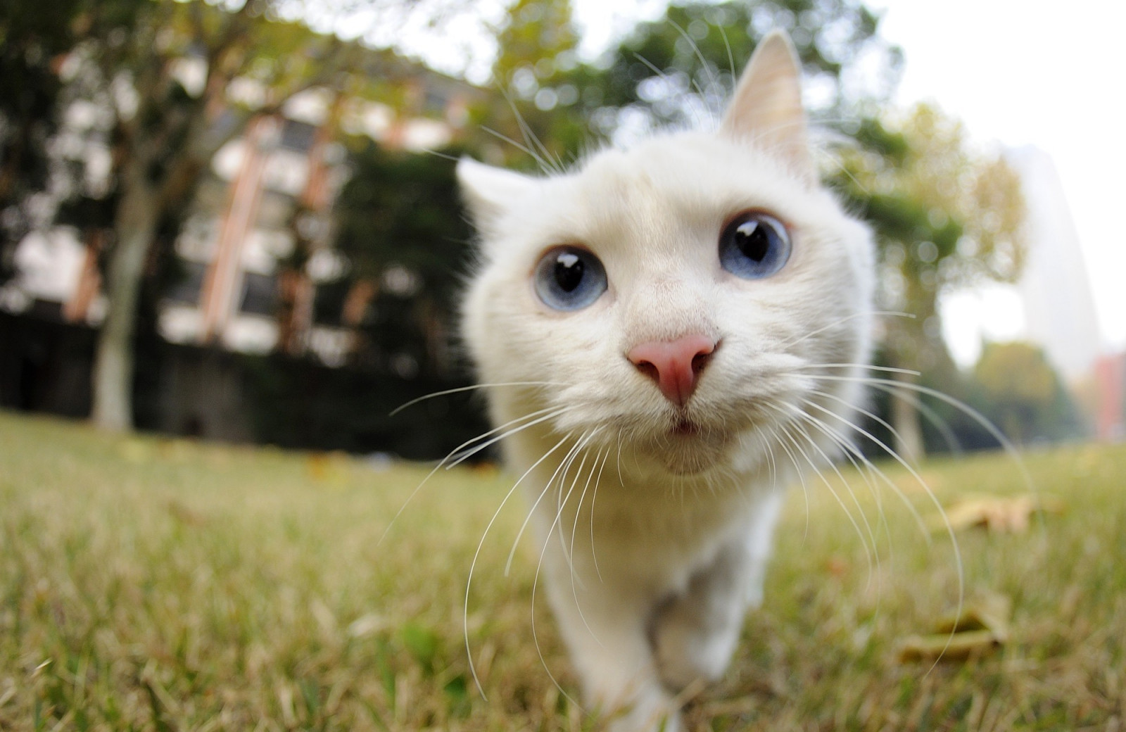 cat, whiskers, kitten, fauna, mammal, vertebrate, cat like mammal, small to medium sized cats, 2000x1300 px