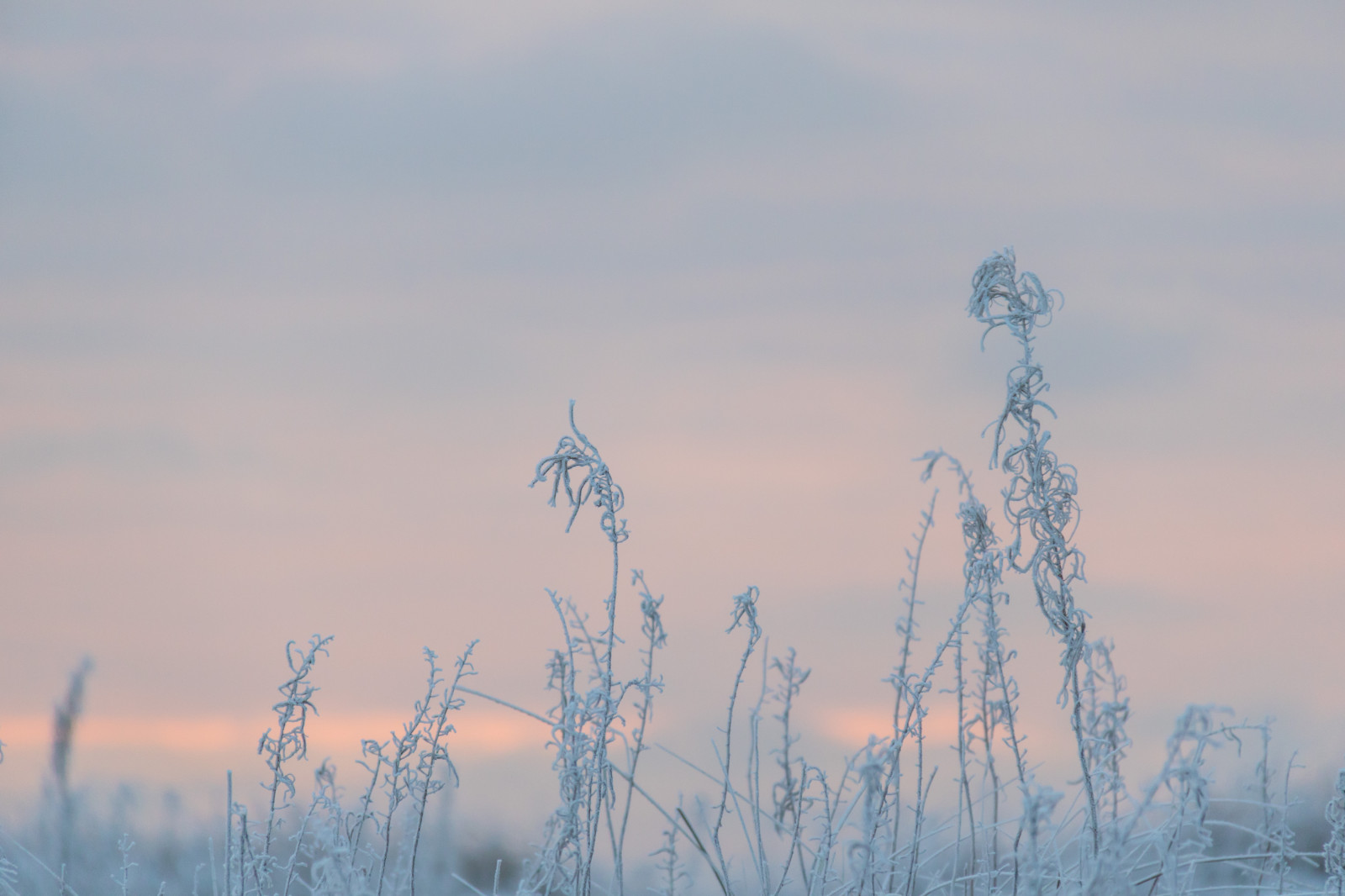 slunečnímu záření, Příroda, tráva, nebe, sníh, zima, svítání, led, Studený, večer, ráno, mlha, mráz, vítr, horizont, soumrak, Jinovatka, zmrazení, mrak, strom, mlha, hora, počasí, svítání, sezóna, Vinter, kallt, skateholm, rimfrost, prérie, atmosférický jev, Atmosféra Země, tráva rodina