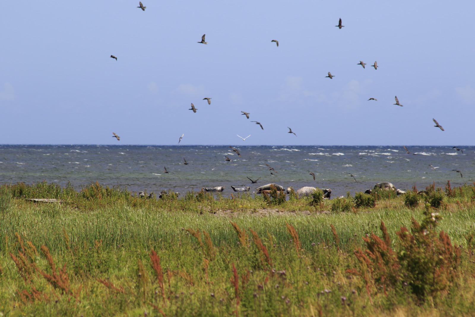 ptactvo, f glar, těsnění, salar, hav, moře, baltský, stersj n, přistát