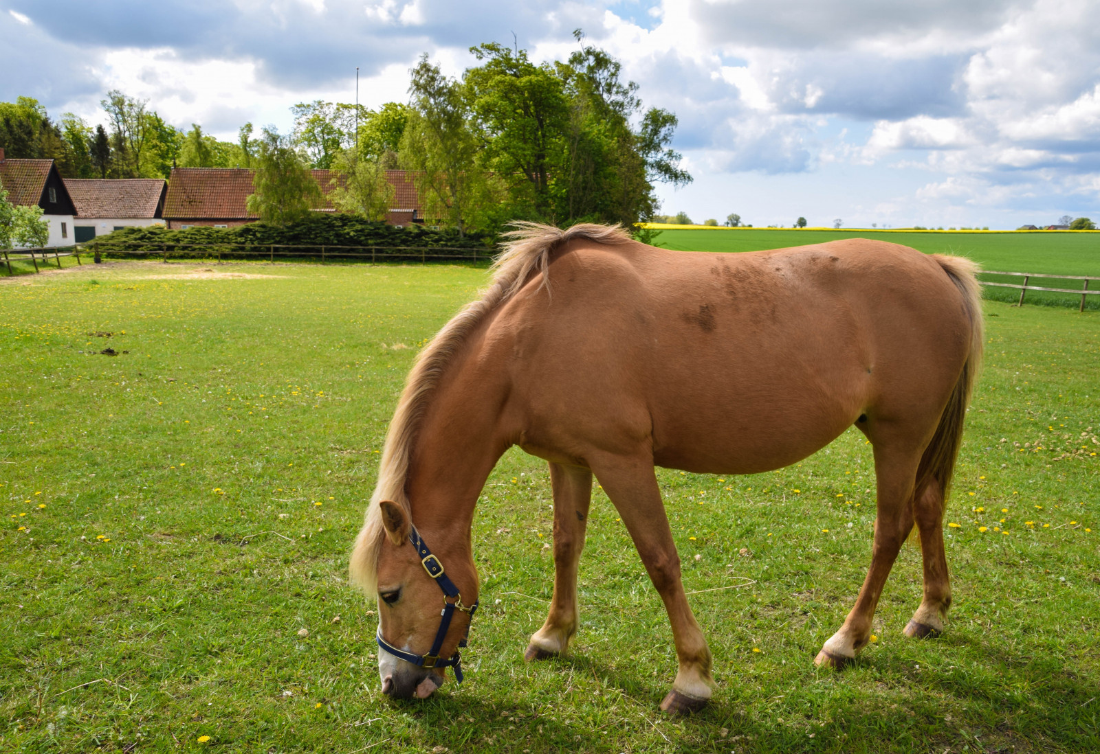 Příroda, kůň, tráva, nebe, pole, hospodařit, Švédsko, Sverige, lučina, venkovní, sk nel n, se, nebe, sk ne, venkov, pastvina, landsbygd, silnice, louka, kobyla, savec, prérie, ranč, venkov, obratlovců, hříva, kůň jako savci, hřebec, mustang kůň, pack animal, pastvisko