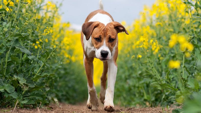 1920x1080 px,animale,carina,cane,cani,amichevole
