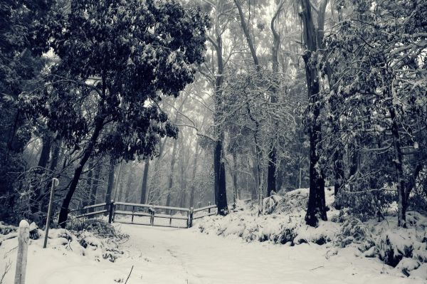 forest,trees,landscape,snow,winter,fence