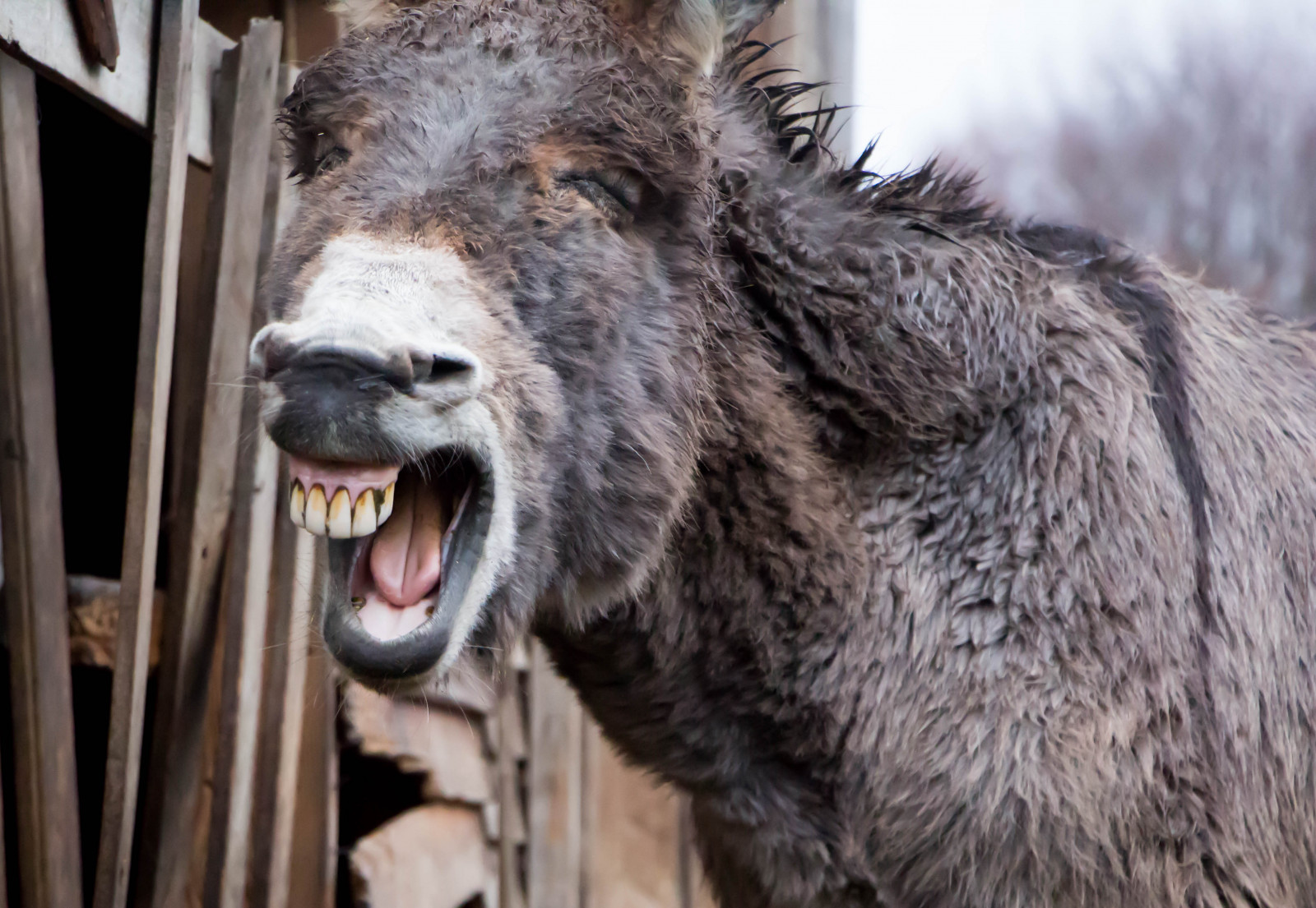 Fond d'écran : humour, faune, les dents, âne, animal, rire, Campagne ...
