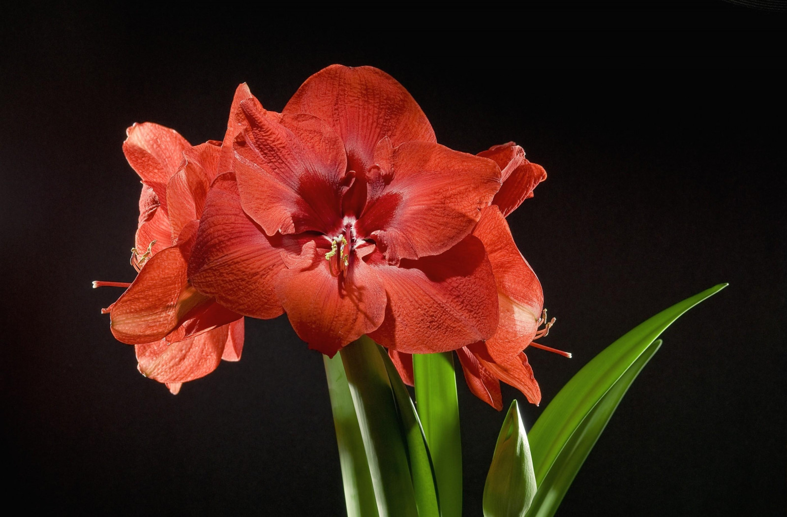 Fond d&rsquo;écran : amaryllis, fleur, licencieux, bourgeon, tige 2800x1840