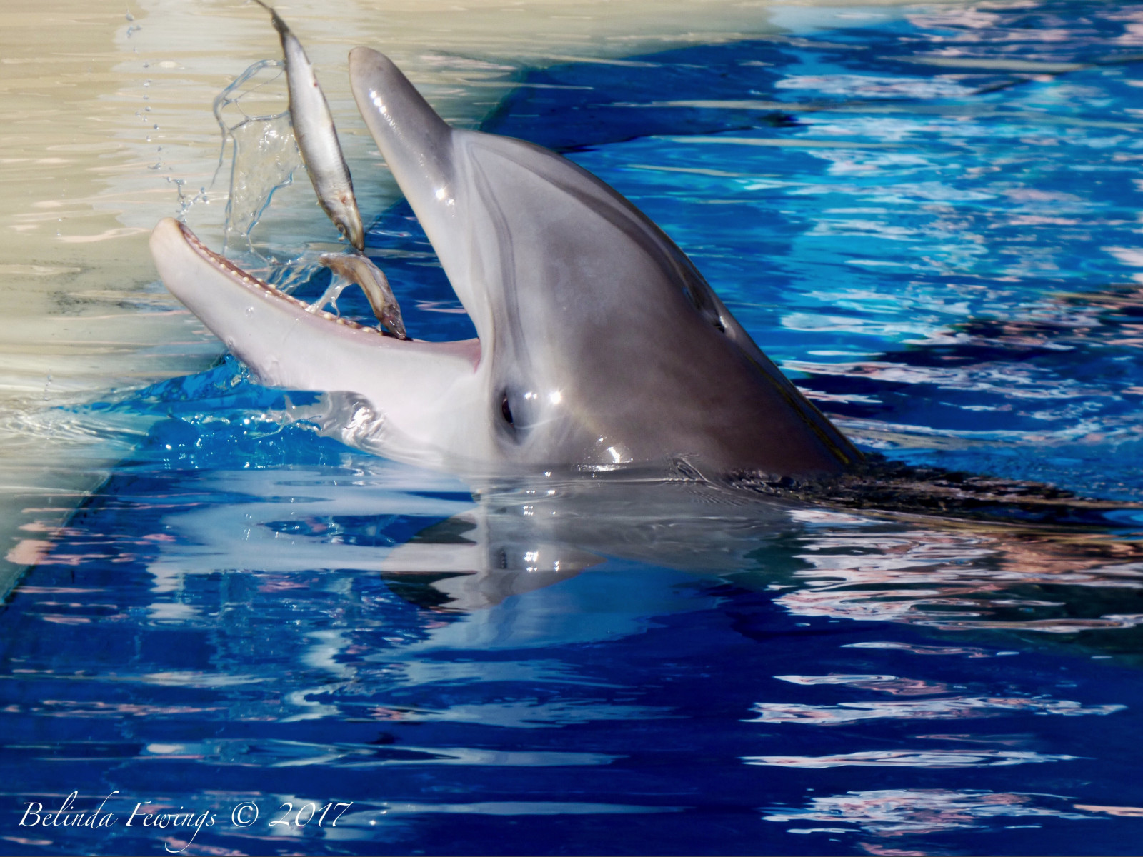 デスクトップ壁紙 庭園 シティ 通り 屋外 鯨 ボケ ランチ 色 綺麗な 被写界深度 芸術的 美しさ その 外側 シーサイド でる カラフル ストリップ ラスベガス 面白い ベスト 美しい 創造的な アーティー 哺乳類 Panasoniclumixdmc Pbwa 心配