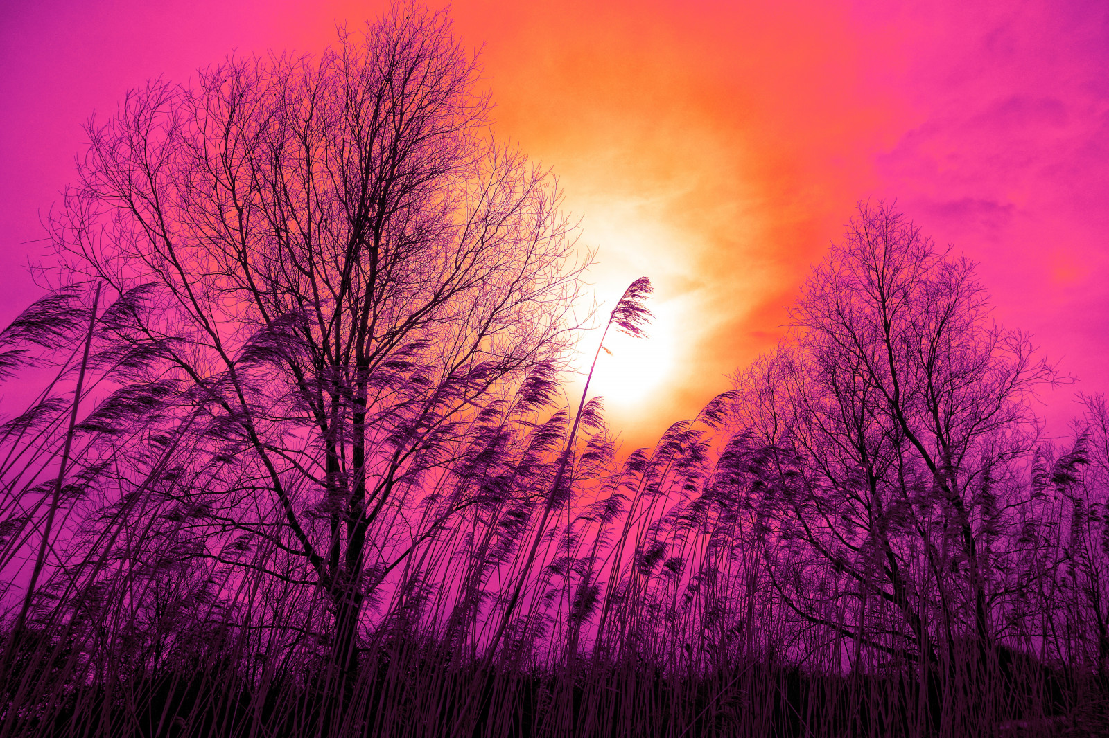 Wallpaper trees, sunset, reed, grass, sky 5200x3467 wallup