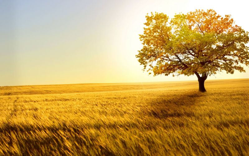 luce del sole, paesaggio, cibo, tramonto, natura, campo luce del sole, paesaggio, cibo, tramonto, natura, campo