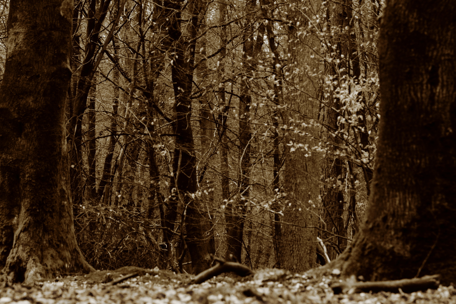 Natur, Baum, Wald, Wald, Holzige Pflanze, Kofferraum, Hain, Ast, Holz, Blatt, Schwarz und weiß, Pflanze, Sonnenlicht, spruce fir forest, Alter waldwald, Abscheulich, Mäßiger Nadelwald, Landschaft, Winter, Tierwelt, Dunkelheit, Computer-Tapete