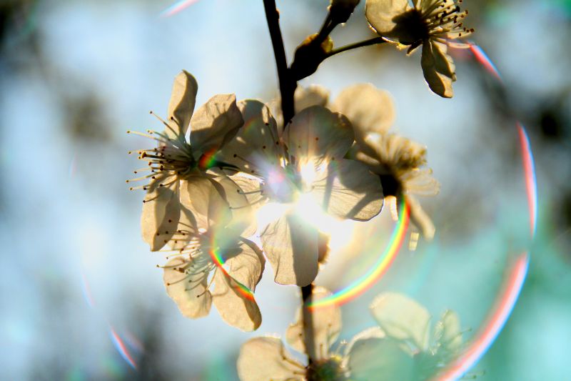 květ, flóra, květ, jaro, rostlina, větev