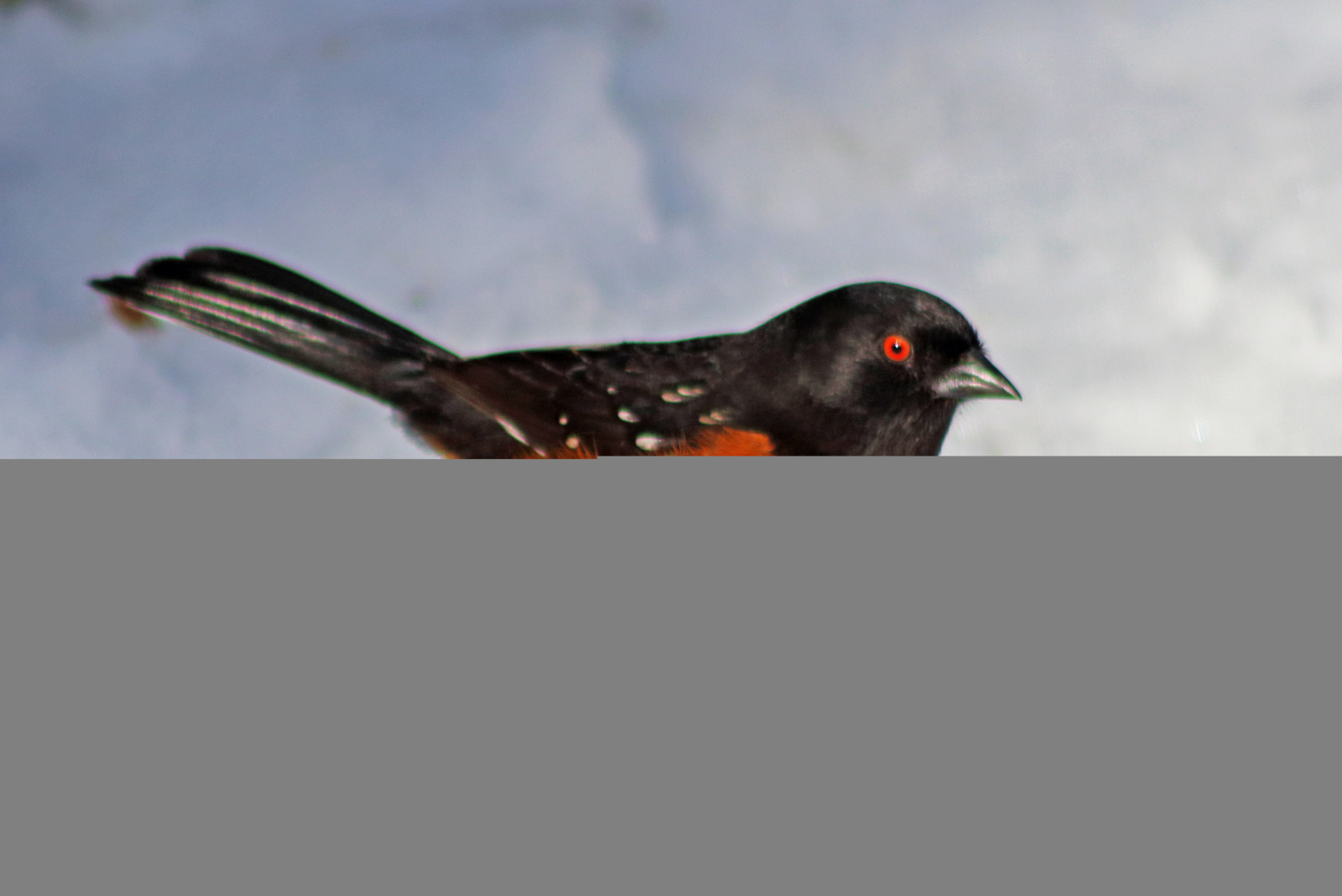 spottedtowhee, ด่าง, towhee, ชาย, Songbird, pipilomaculatus, ตาแดง, ฤดูหนาว, หิมะ, ธรรมชาติ, สัตว์ป่า, สัตว์, นก, ลำต้น, birdphoto, ภาพนก, wildlifephotography, reifel, สถานที่ศักดิ์สิทธิ์, reifelsanctuary, deltabc, lowermainland, บ, britishcolumbia, แคนาดา, canoneosrebelt5, Canon
