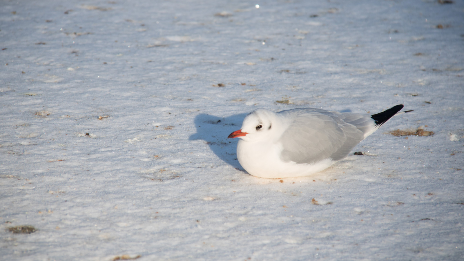 สีขาว, ทราย, หิมะ, ฤดูหนาว, หนาว, น้ำค้างแข็ง, เป็ด, ปาก, นก, Vinter, stadsparken, Trelleborg, f เจล, kallt, นางนวล, rimfrost, ทะเล, ปีก, สัตว์ป่า, สัตว์มีกระดูกสันหลัง, charadriiformes