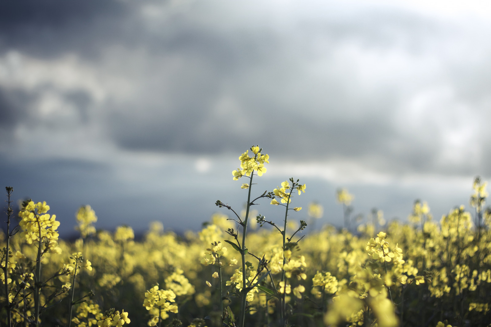 Japonsko, slunečnímu záření, krajina, Londýn, lidé, starý, model, portrét, moře, zahrada, Itálie, noc, jezero, Skála, Příroda, milovat, Červené, tráva, nebe, park, sníh, pole, předvečer Všech svatých, fotografování, Skotsko, hudba, makro, Indie, Dům, zelená, žlutý, ráno, Německo, řeka, Španělsko, náměstí, Mexiko, ostrov, Nikon, iPhone, grafiti, Paříž, muzeum, Seattle, Dovolená, Hawaii, jaro, Drsný, Los Angeles, San, řepkového, světlo, mrak, strom, Nový, květ, děti, rostlina, dívka, fotografie, Italia, oceán, newyork, flóra, oslava, mě, zábava, nyc, řepka, show, iphoneografie, louka, fotky, žít, geotagged, během dne, New York City, squareformat, instagramapp, sanfrancisco, divoká rostlina, prérie, oříznutí, počítač tapeta, kvetoucí rostlina, meteorologický jev, brassica, hořčice, hořčice závod, brassica rapa, hořčice a zelí rodina
