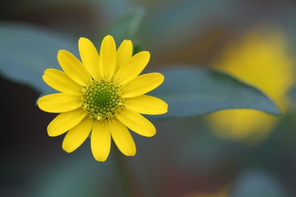 flower,petals,close up,blurred
