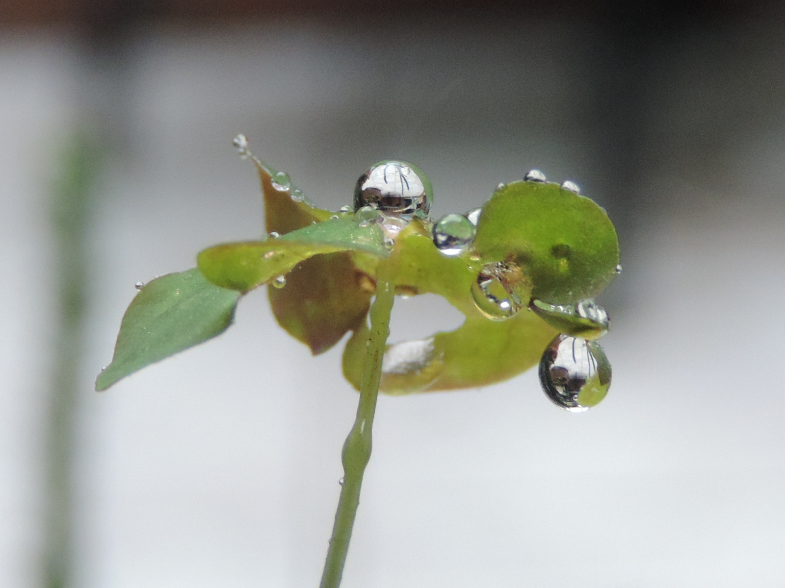voda, Příroda, déšť, fotografování, makro, větev, zelená, Nikon, květ, list, květ, rostlina, pokles, flóra, kapky, pupen, naturaleza, lluvia, fauna, dostal, gotas, vyrobit, botanika, suchozemská rostlina, kvetoucí rostlina, zblízka, makro fotografie, závod stonek