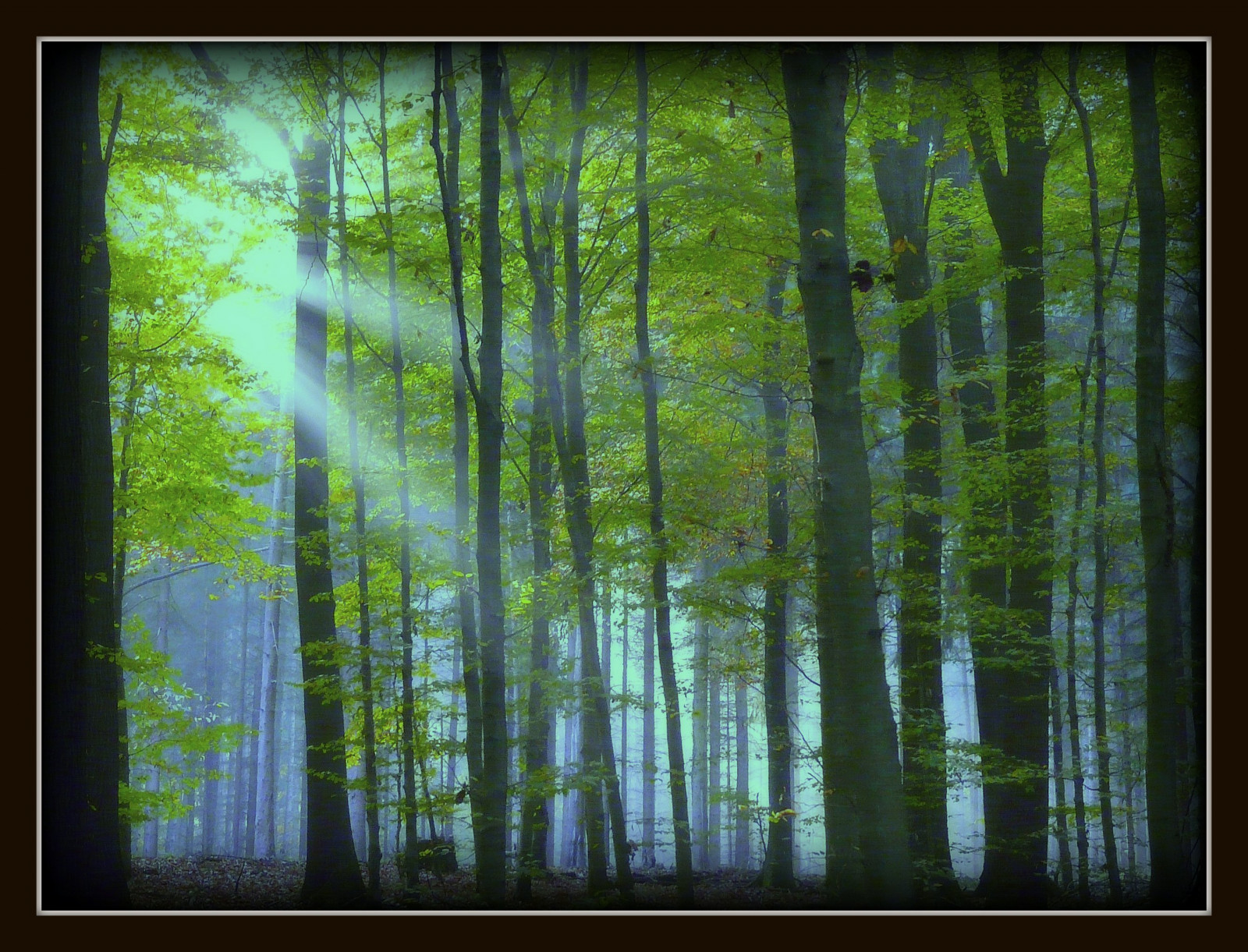 Sonnenlicht, Wald, Wasser, Natur, Betrachtung, Gras, Holz, Ast, Grün, Morgen, Deutschland, Magie, Sonne, Atmosphäre, Sumpf, Feuchtgebiet, KUNST, Strahl, Baum, Blatt, Blinkagain, kreativ, Magisch, Artistoftheyearlevel3, Musictomyeyeslevel1, Bestofblinkwinners, Bayou, Oberberg, Wald, Hain, Blinkagainsuperstars, Ökosystem, Mäßiger Nadelwald, Biome, Kofferraum, Alter waldwald, Mäßiger Laub- und Mischwald, Abscheulich, spruce fir forest, northern hardwood forest concept