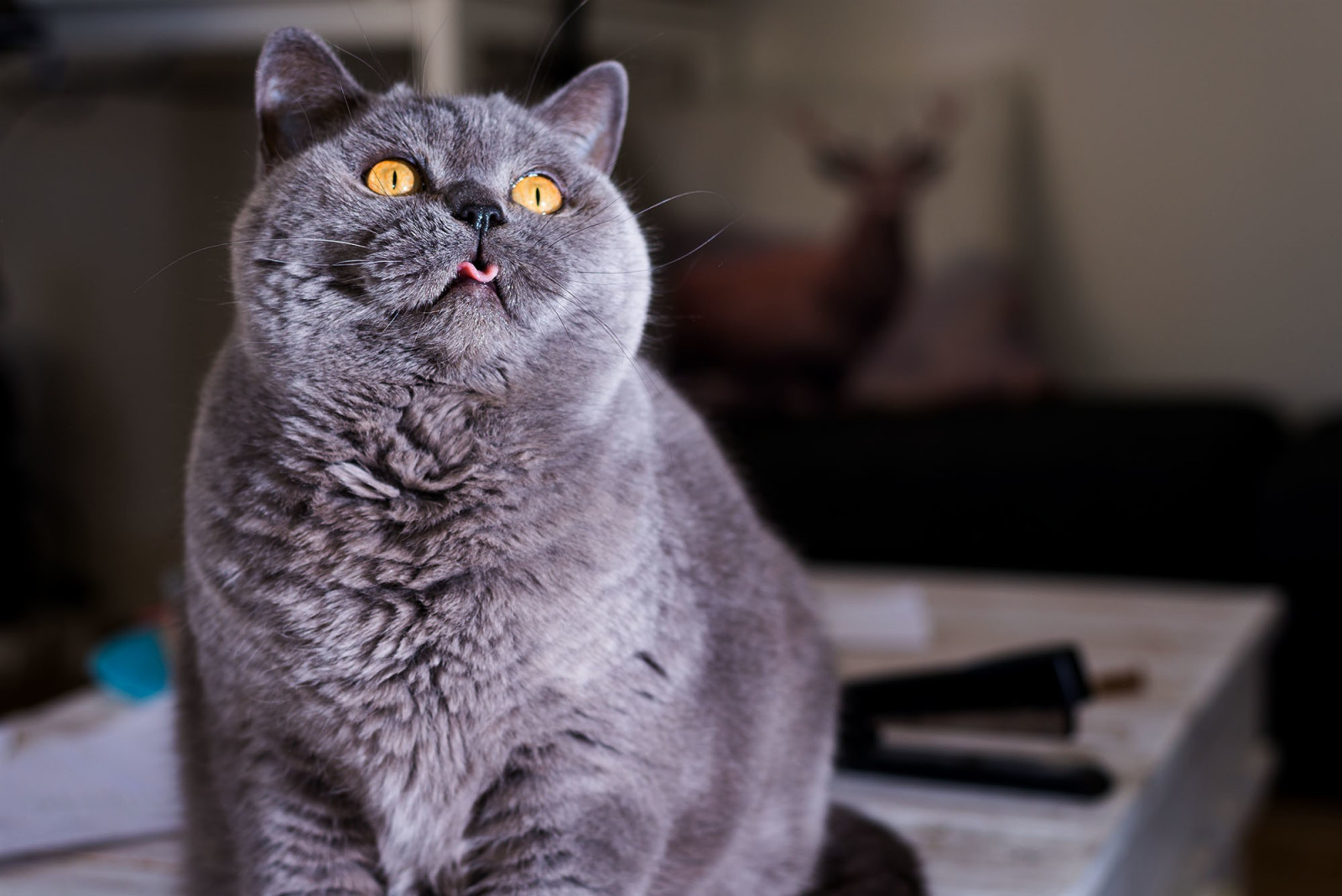 gatto, animali, barba, Blu di Russia, British shorthair, fauna, mammifero, vertebrato, gatto come mammifero, di piccole e medie dimensioni gatti, gatto a pelo corto domestico, shorthair europeo, chartreux, korat