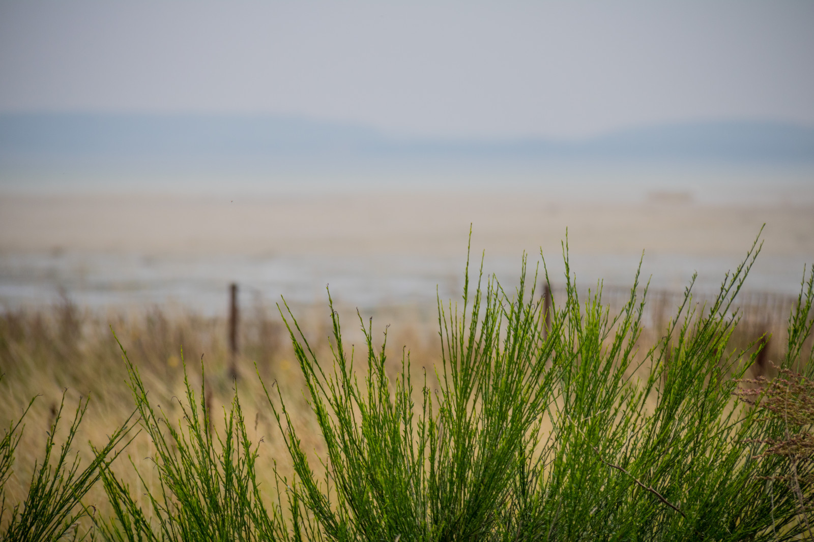 แสงแดด, แนวนอน, ทะเล, ธรรมชาติ, ทราย, หญ้า, ท้องฟ้า, ฟิลด์, เช้า, ชายฝั่ง, ขอบฟ้า, เดนมาร์ก, บริภาษ, พื้นที่ชุ่มน้ำ, เมฆ, ดอกไม้, ทุ่งหญ้า, ปลูก, Danmark, kust, exif model canoneos760d, ประเทศธรณีวิทยา, กล้องทำให้ Canon, geocity, กล้องรุ่น canoneos760d, geostate, ตำแหน่งทางภูมิศาสตร์, เลนส์ Exifs efs18200mmf3556is, รูรับแสง 56, ความยาวคลื่น exif 200 มม, exif ทำให้ canon, exif isospeed 400, น้ำขึ้นน้ำลง, tidewater, tidvatten, dalbyhuse, ทุ่งหญ้า, ที่ราบ, สนามหญ้า, ทุ่งหญ้า, บึง, ถิ่นที่อยู่, สภาพแวดล้อมทางธรรมชาติ, ปรากฏการณ์บรรยากาศ, ระบบนิเวศ, ครอบครัวหญ้า