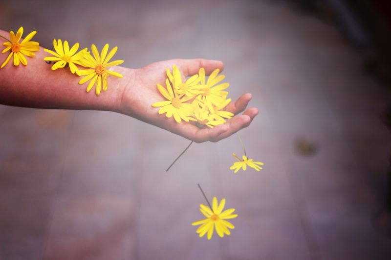 flower, yellow, flora, hand, macro photography, close up flower, yellow, flora, hand, macro photography, close up