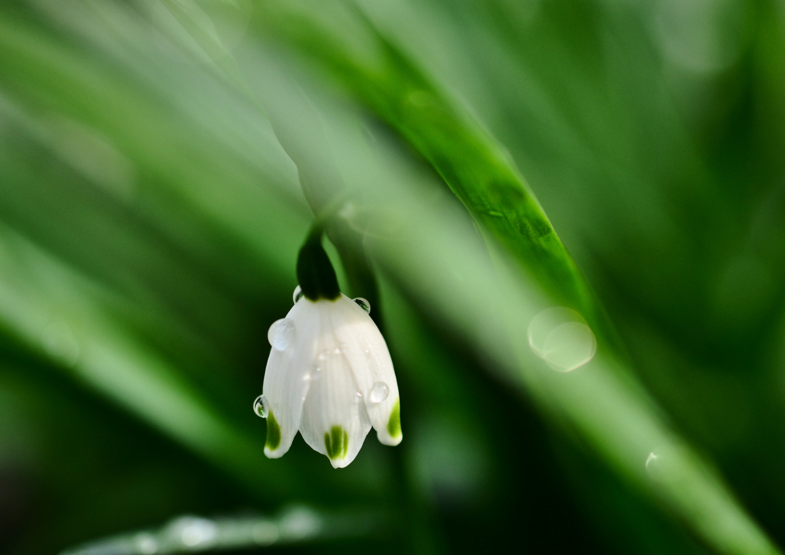 แสงแดด, ธรรมชาติ, หญ้า, ฝน, การถ่ายภาพ, แมลง, สีเขียว, ใบไม้, ดอกไม้, ปลูก, หยด, พืช, กลีบดอก, ทุ่งหญ้า, สัตว์ป่า, ดอกไม้ป่า, พฤกษศาสตร์, พืชดอก, ใกล้ชิด, การถ่ายภาพมาโคร, ครอบครัวหญ้า, ต้นกำเนิด