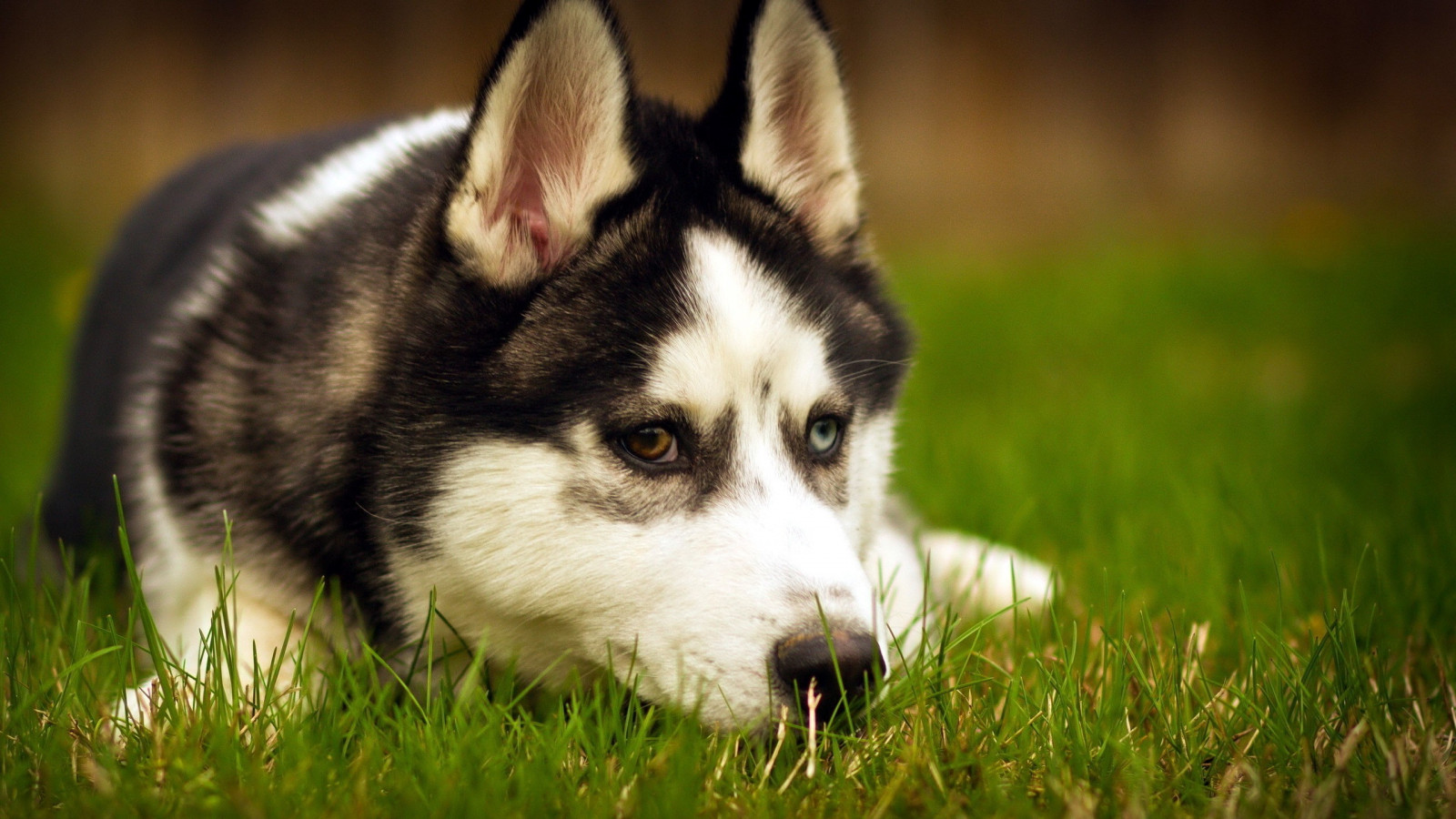 Hund, Sibirischer Husky, Alaskischer Malamute, Welpe, Säugetier, 2560x1440 px, Wirbeltier, Hund wie Säugetier, Hunderasse Gruppe, Schlittenhund, Grönland hund, Fleischfresser, Hunderasse, Tamaskanischer Hund, Ost sibirischen laika, Nördlicher Inuithund, Miniatur Siberian Husky, Alaskischen klee kai