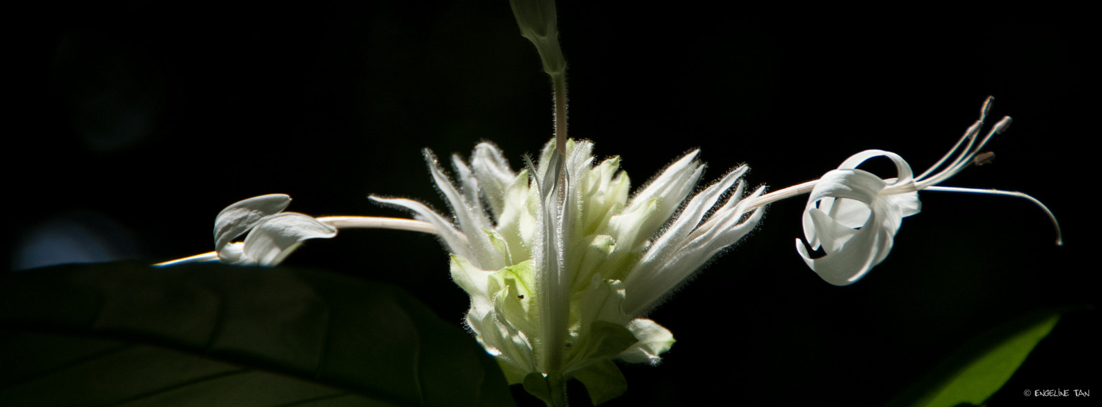 květiny, bílý, Příroda, Texas, pentax, Houston, K5, justpentax, infinitexposure