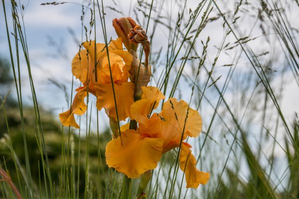 nature, grass, leaf, sunlight, yellow, autumn