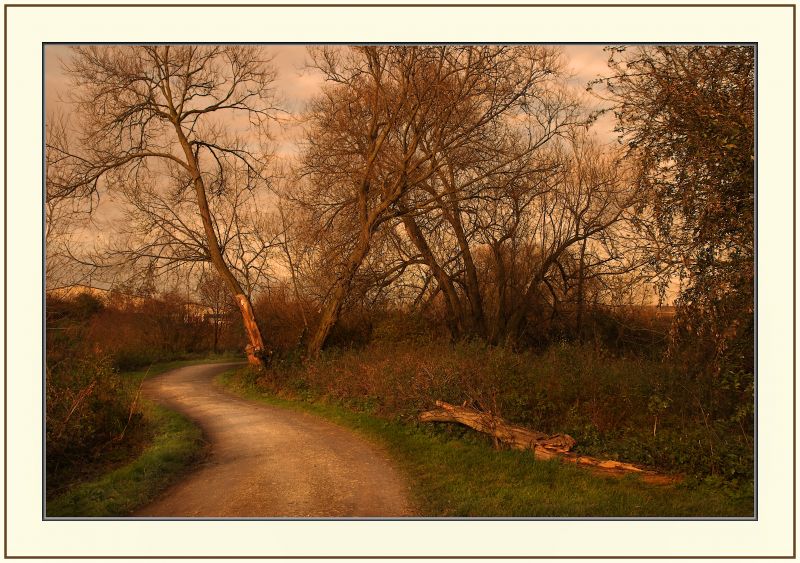 luce del sole, paesaggio, la pittura, natura, foresta, erba luce del sole, paesaggio, la pittura, natura, foresta, erba
