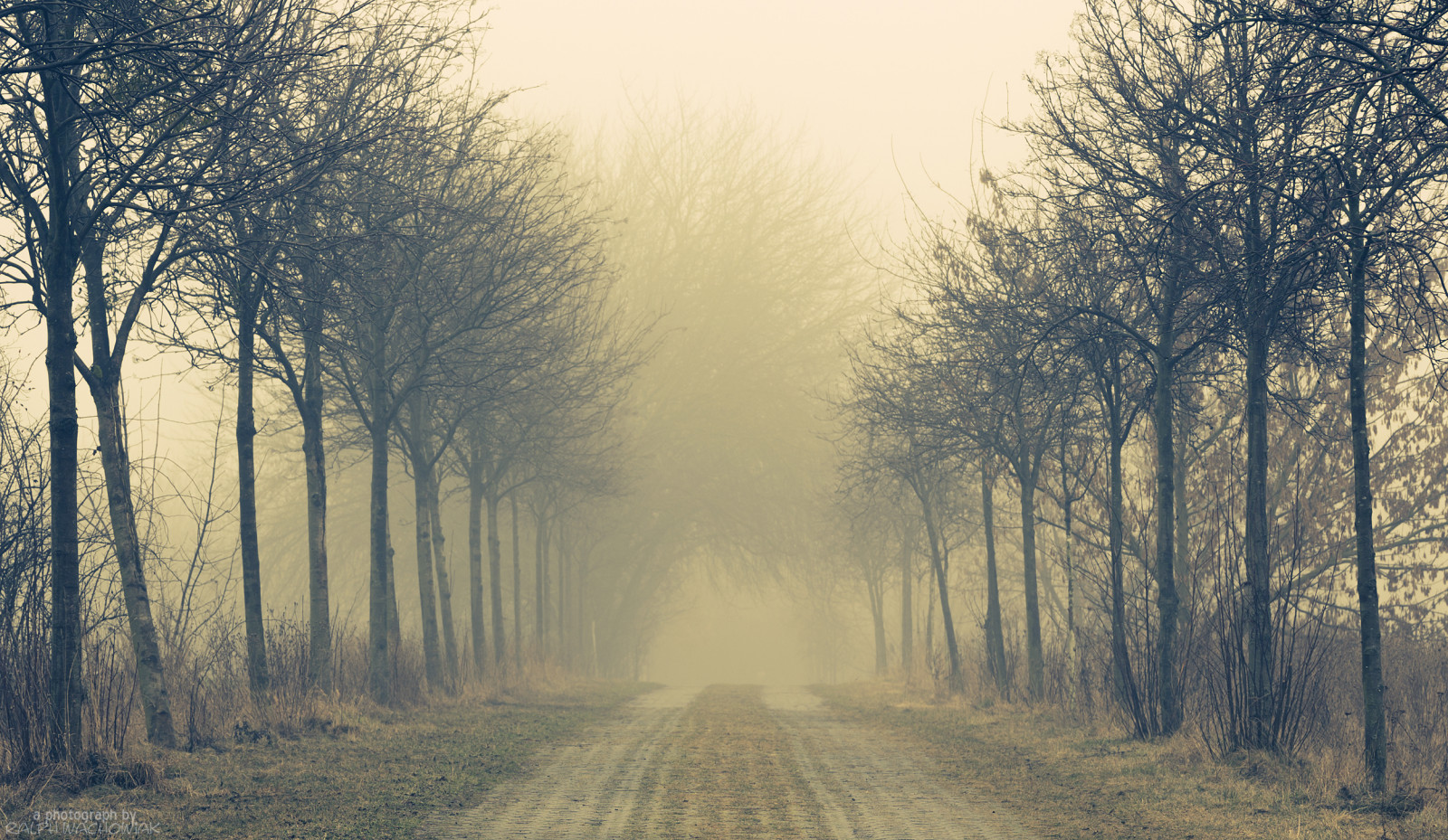 slunečnímu záření, krajina, les, Příroda, tráva, zima, pole, větev, svítání, ráno, mlha, mráz, atmosféra, cesta, opar, strom, podzim, mlha, Landschaft, počasí, svítání, rostlina, sezóna, cesta, baum, weg, potsdam, Nebel, zálesí, Feld, venkov, místo výskytu, přírodní prostředí, atmosférický jev, dřevina, Pfad, Flur, Bornstedt