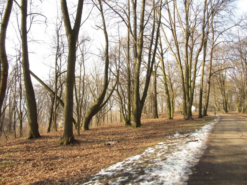 stromy, krajina, les, Příroda, park, zima stromy, krajina, les, Příroda, park, zima
