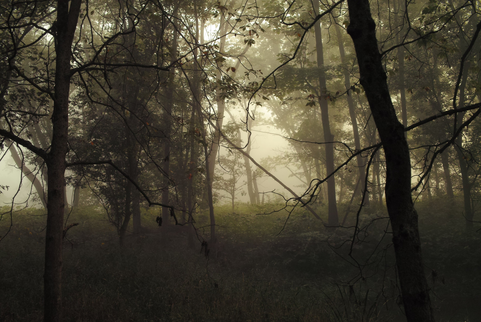 slunečnímu záření, krajina, les, voda, Příroda, tráva, nebe, větev, večer, ráno, mlha, kouzlo, atmosféra, letní, džungle, cesta, jaro, bažina, Ohio, mokřadní, oblíbený, strom, podzim, brzy, mlha, list, svítání, rostlina, nálada, srpen, umlčet, tma, zálesí, háj, počítač tapeta, ekosystém, mírné jehličnatý les, biome, prales, opadavý, osobní, Naslouchání, jev, lužní les, cuyahogavalleynationalpark, spruce fir forest