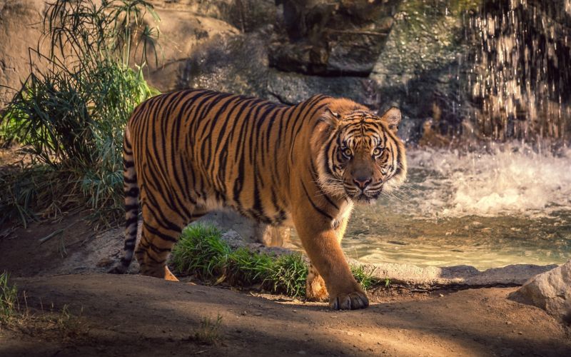 dieren, tijger, dieren in het wild, grote katten, Dierentuin, natuur dieren, tijger, dieren in het wild, grote katten, Dierentuin, natuur