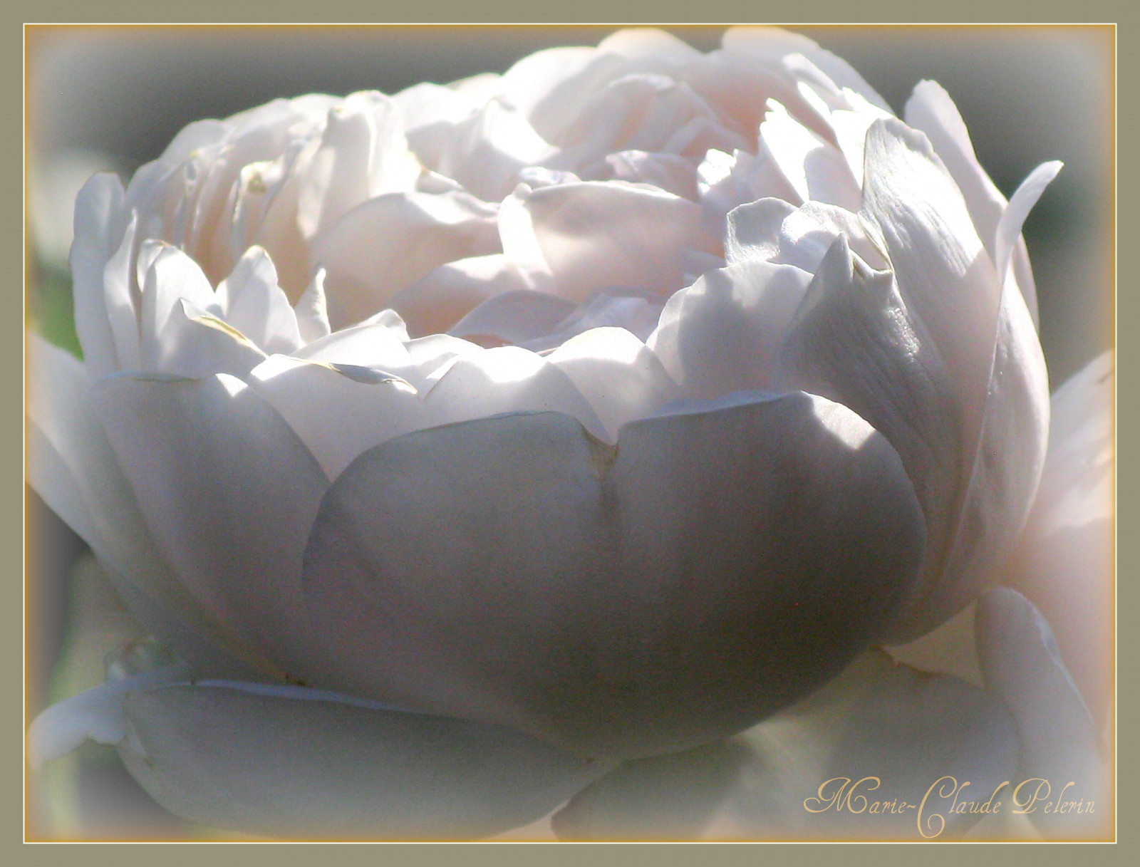 květiny, flores, Příroda, zahrada, květiny, Evropa, fiori, Jardins, plantes, Giardini, Roseraie, thaborderennes