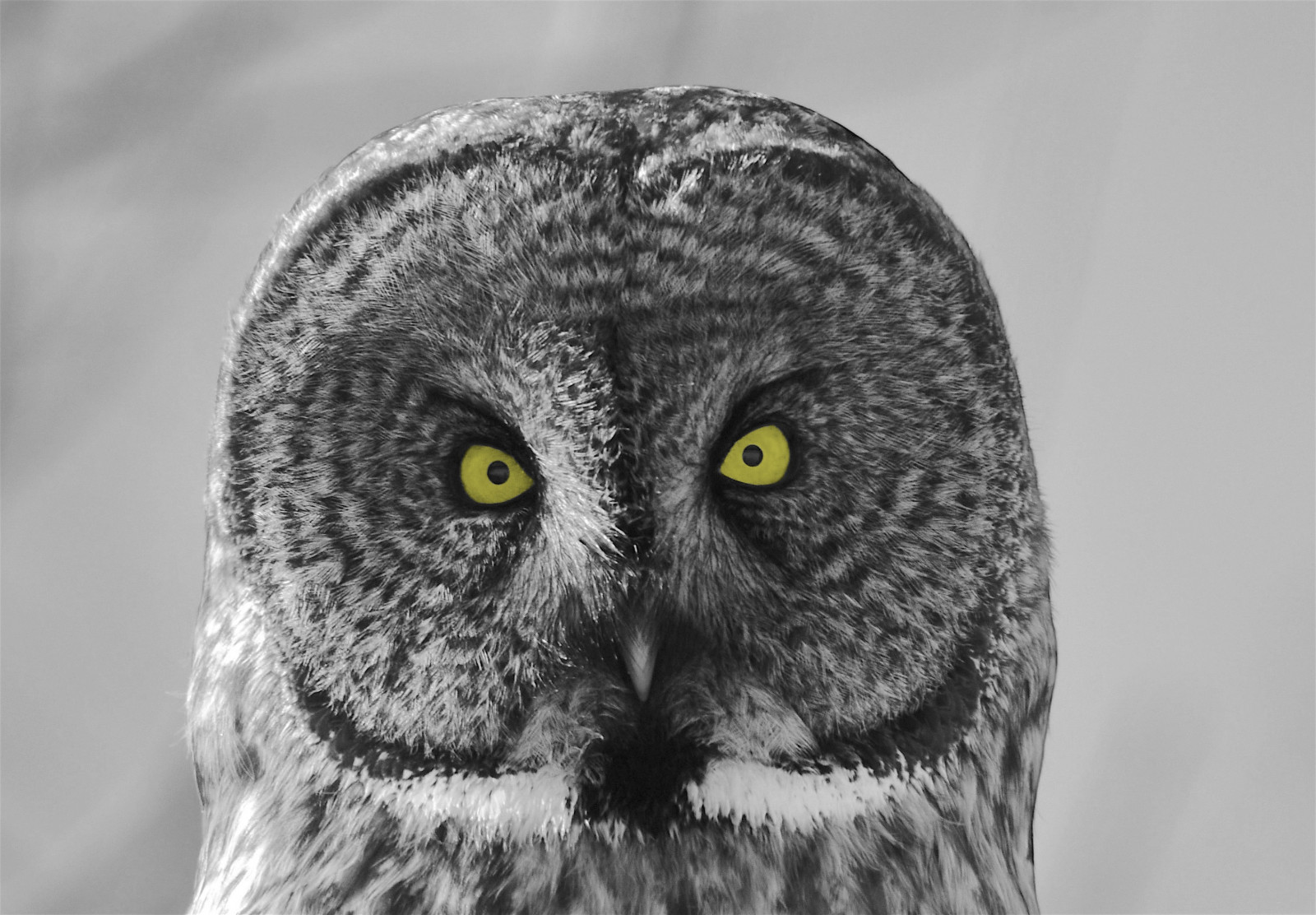 greatgrayowl, นกฮูก, นกฮูก, นก, นก, นก, การดูนก, birdwatcher, birdwatchers, แร็ปเตอร์, แร็พเตอร์ส์, bw, ดำและขาว, การแยกสี, สีเหลือง, ตา, ดวงตา, Ontario, Nikon