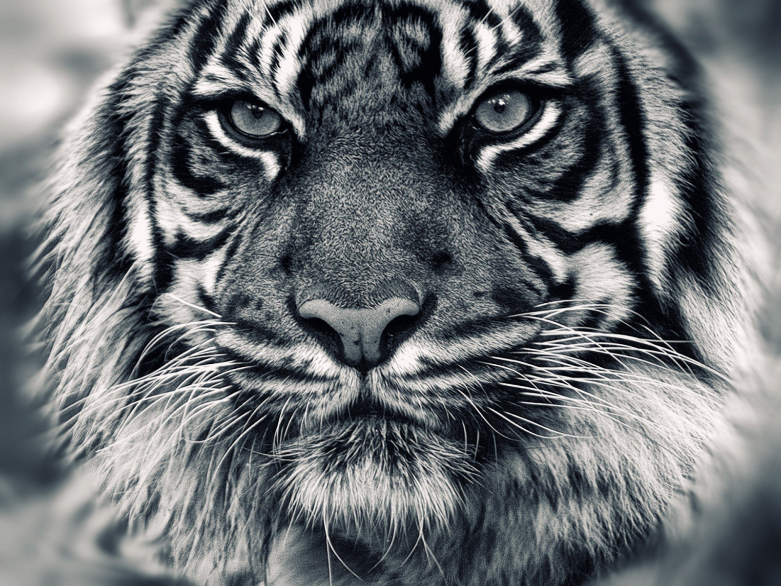 1920x1440 px, Tiger