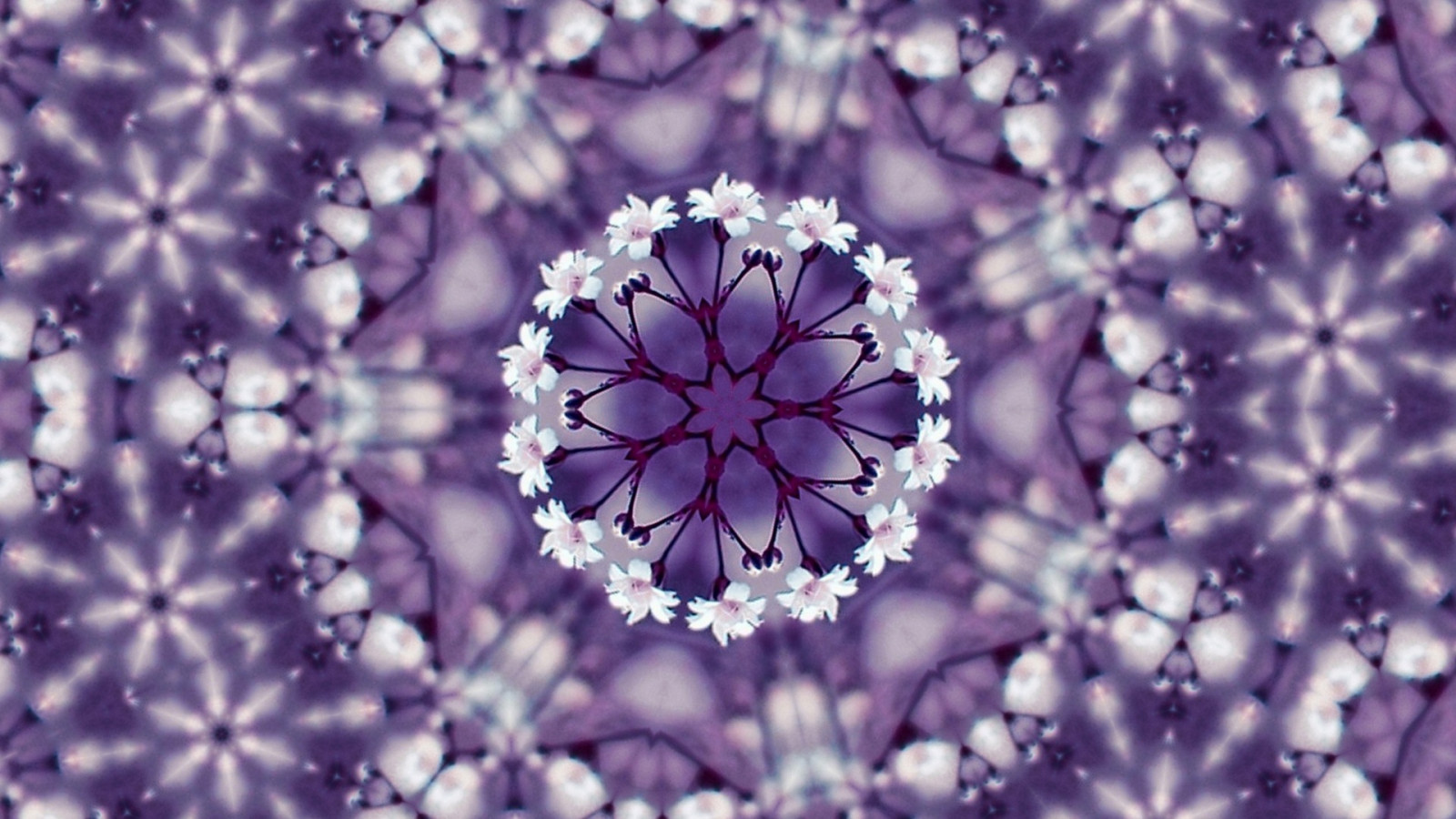 nachový, symetrie, kruh, květ, kaleidoskop, barvy, květ, rostlina, flóra, vzory, okvětní lístek, makro fotografie