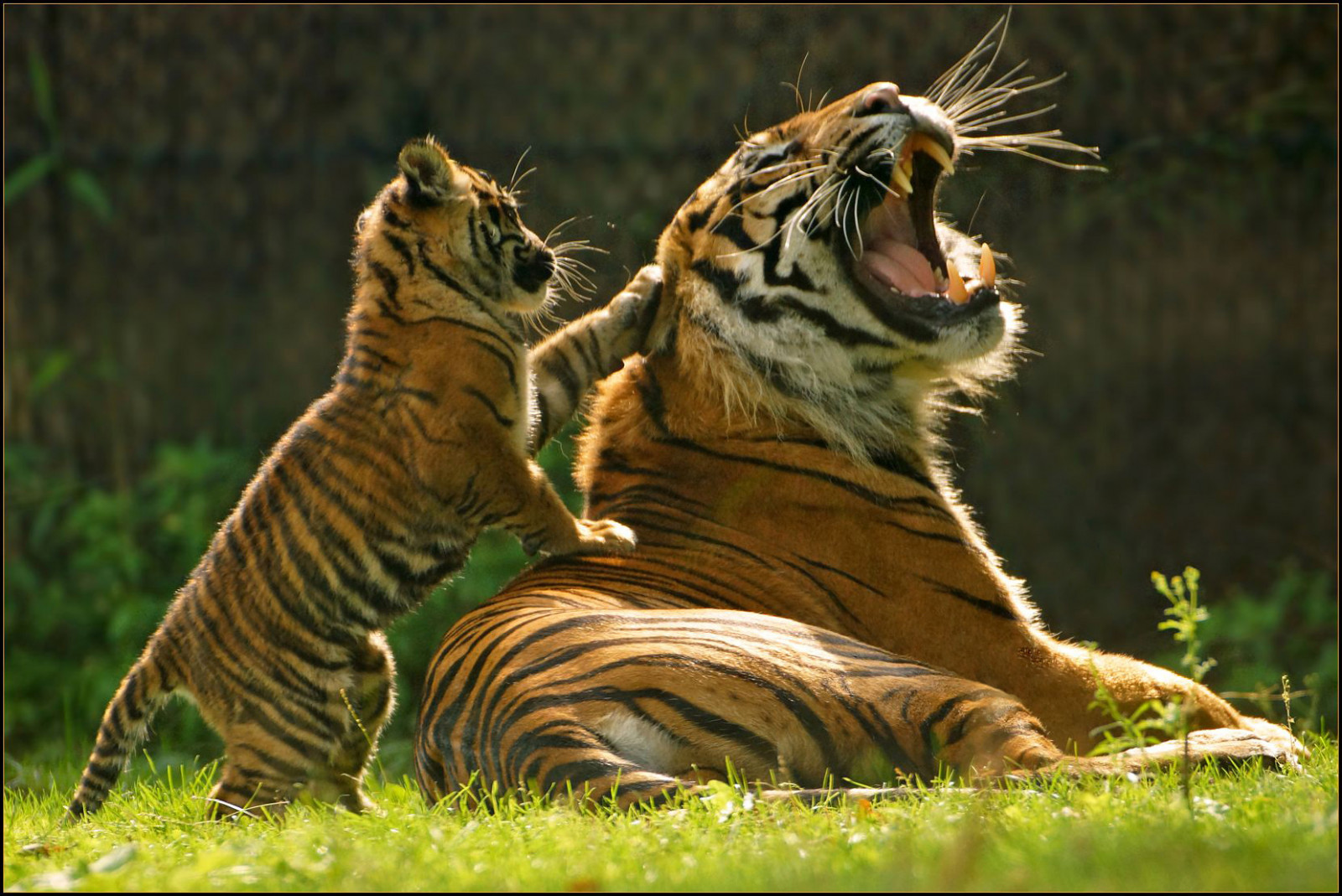 gatto, erba, tigre, natura, Sony, Olanda, grandi gatti, Zoo, natura selvaggia, barba, giungla, hamburger, Indonesia, olandese, ruggito, Janine, Sumatra, Olanda, Kat, prateria, mygearandme, mygearandmepremium, mygearandmebronze, mygearandmesilver, mygearandmegold, 70300, Nederland, fauna, mammifero, mygearandmeplatinum, mygearandmediamond, bestcapturesaoi, A77, arnhem, flickrbigcats, gelderland, gatto come mammifero, grugno, lara, carnivoran, organismo, sonyalpha77, gattopardo, Dierenpark, Dierentuin, martienuiterweerd, fotomartien, burgerszoo, grande gatto, Veluwe, Sumatrantiger, Sumatratiger, Tamron70300mmf456sp, Martienarnhem, Sonyslta77v, Geotaggedwithgps, Lui, Pantheratigrissumatrae, Tigredesumatra, Indonesiano, Jarum, Rimba, Aryo, Burgersdierenpark, Bedreigdediersoort, Sumatraansetijgers, Specie in pericolo, terrestrial animal