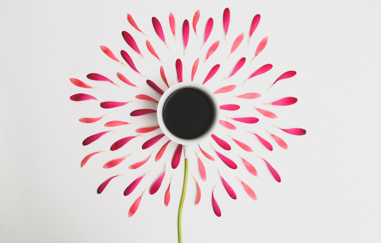 illustration, minimalisme, kronblade, cirkel, kop, lyserød, blomst, plante, linje, kronblad, jord plante, blomstrende plante, organ, gerbera