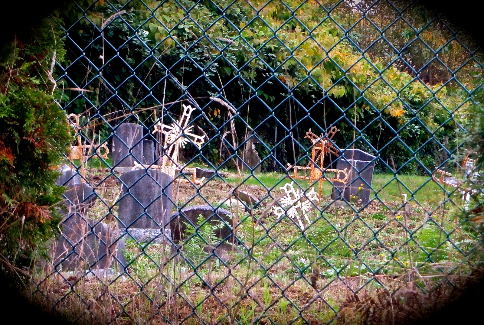 Příroda, list, rostlina, strom, drátěné pletivo, plot, tráva, větev, Volně žijících živočichů, drátěné pletivo, okno