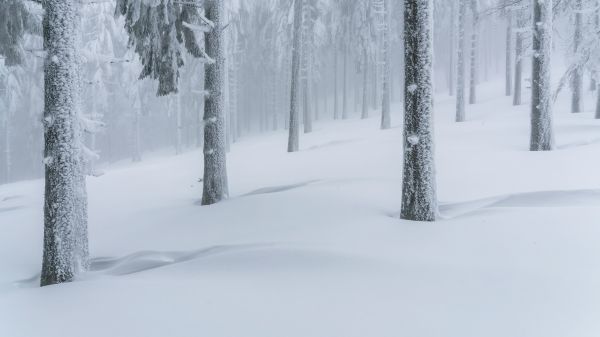 pastel,nature,winter,snow,forest,trees
