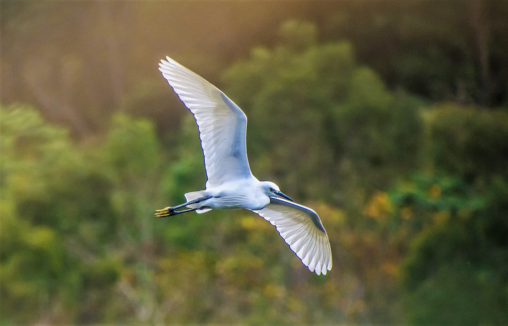 bílý, Příroda, křídla, letící, Volně žijících živočichů, Nikon, život, bokeh, jasný, zobák, Létat, volavka, Let, světlo, barva, NIKKOR, zvíře, hloubka pole, venkovní, pták, divoký, sezóna, volavka, dof, Pírko, racek, mořský pták, křídlo, fauna, D7200, obratlovců, Charadriiformes, egrettagarzetta, volavka bílá