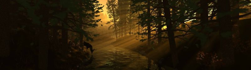 luce del sole, foresta, notte, natura, riflessione, animali luce del sole, foresta, notte, natura, riflessione, animali