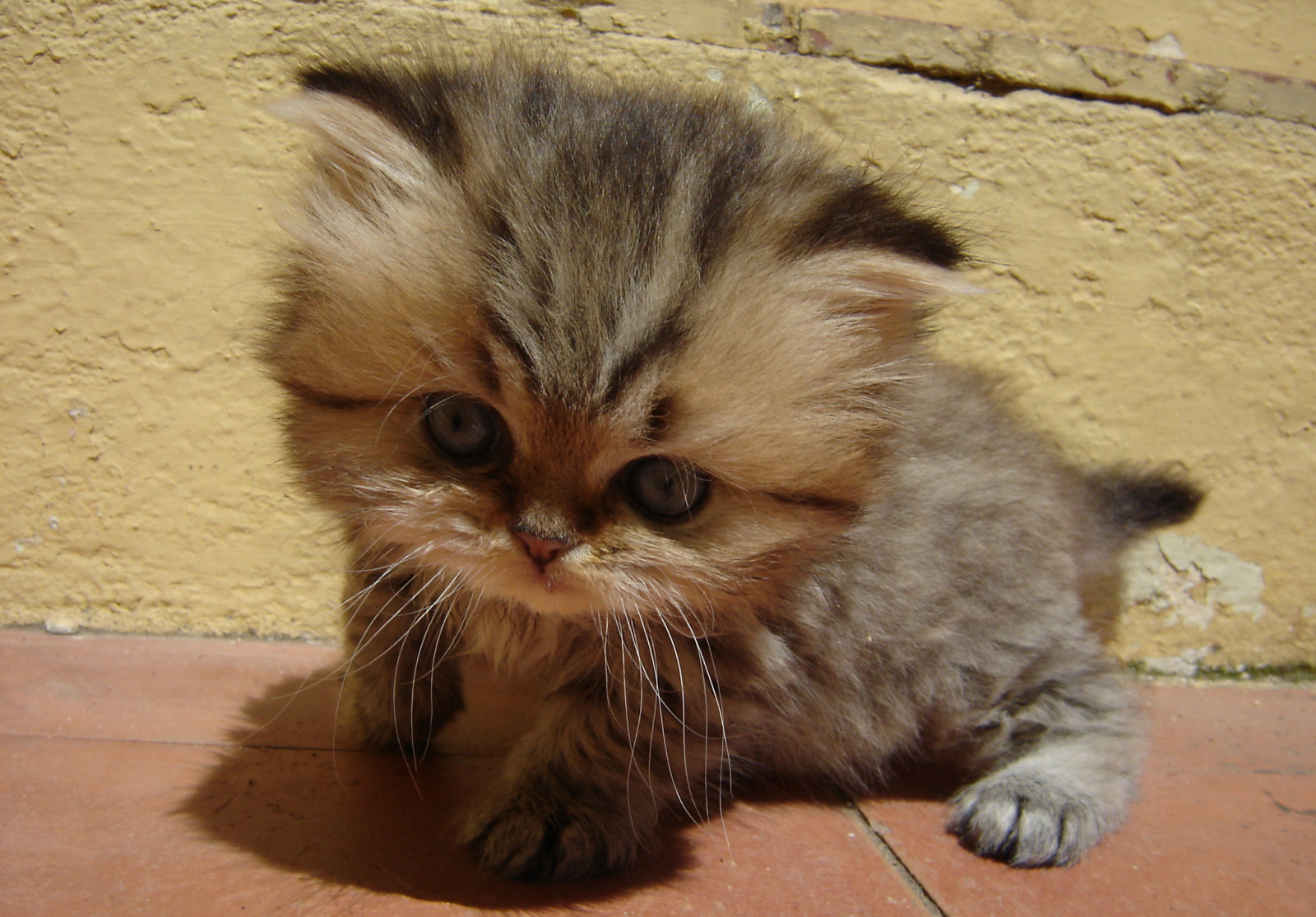 gatto, asiatico, pelliccia, barba, persiano, gattino, fauna, mammifero, gatto come mammifero, grugno, di piccole e medie dimensioni gatti, carnivoran, gatto a pelo corto domestico, pixie bob, 2048x1428 px, British Longhair semi