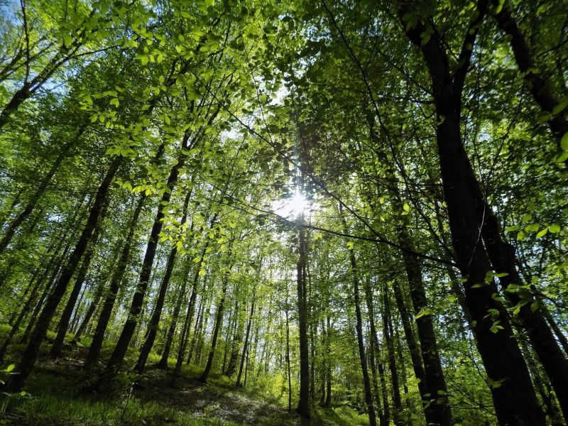 slunečnímu záření, stromy, les, Příroda, větev, zelená slunečnímu záření, stromy, les, Příroda, větev, zelená