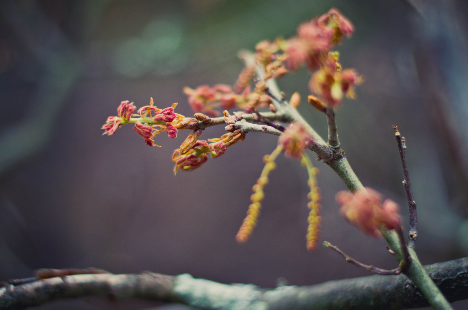 Nový, modrý, Červené, strom, zelená, Příroda, les, mimo, venku, list, les, Nikon, strana, větvička, trikot, lepit, Jessa, D3200, jessari