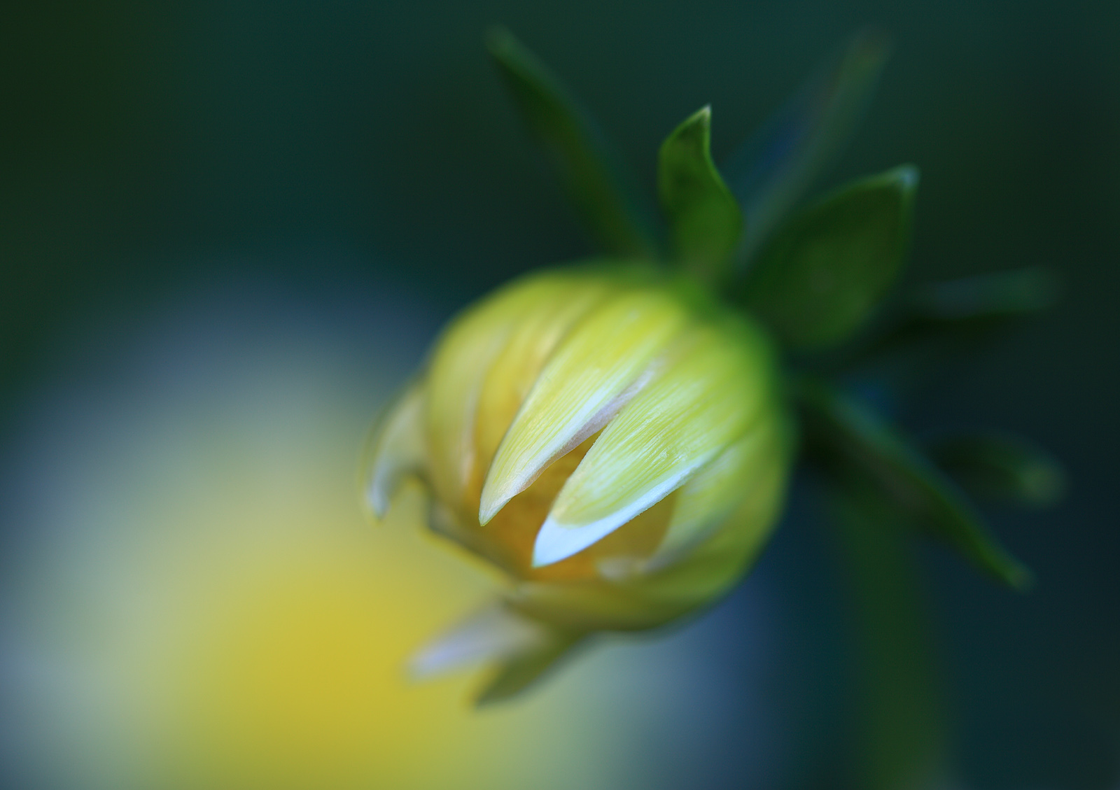 jiřina, květiny, letní, rostliny, bílý, makro, zelená, Příroda, květinový, barvy, žlutý, zahrada, Lístky, barvy, majetek, Frankfurt, letní, ngc, natur, Pflanzen, blumen, gelb, npc, Zomer, Verano, otevírací, pupen, Grun, ete, makro, garten, bl tenbl tter, Farben, Knospe, Weis, Dahlie, makroaufnahmen, anymotion, 2013, canoneos5dmarkii, 5d2