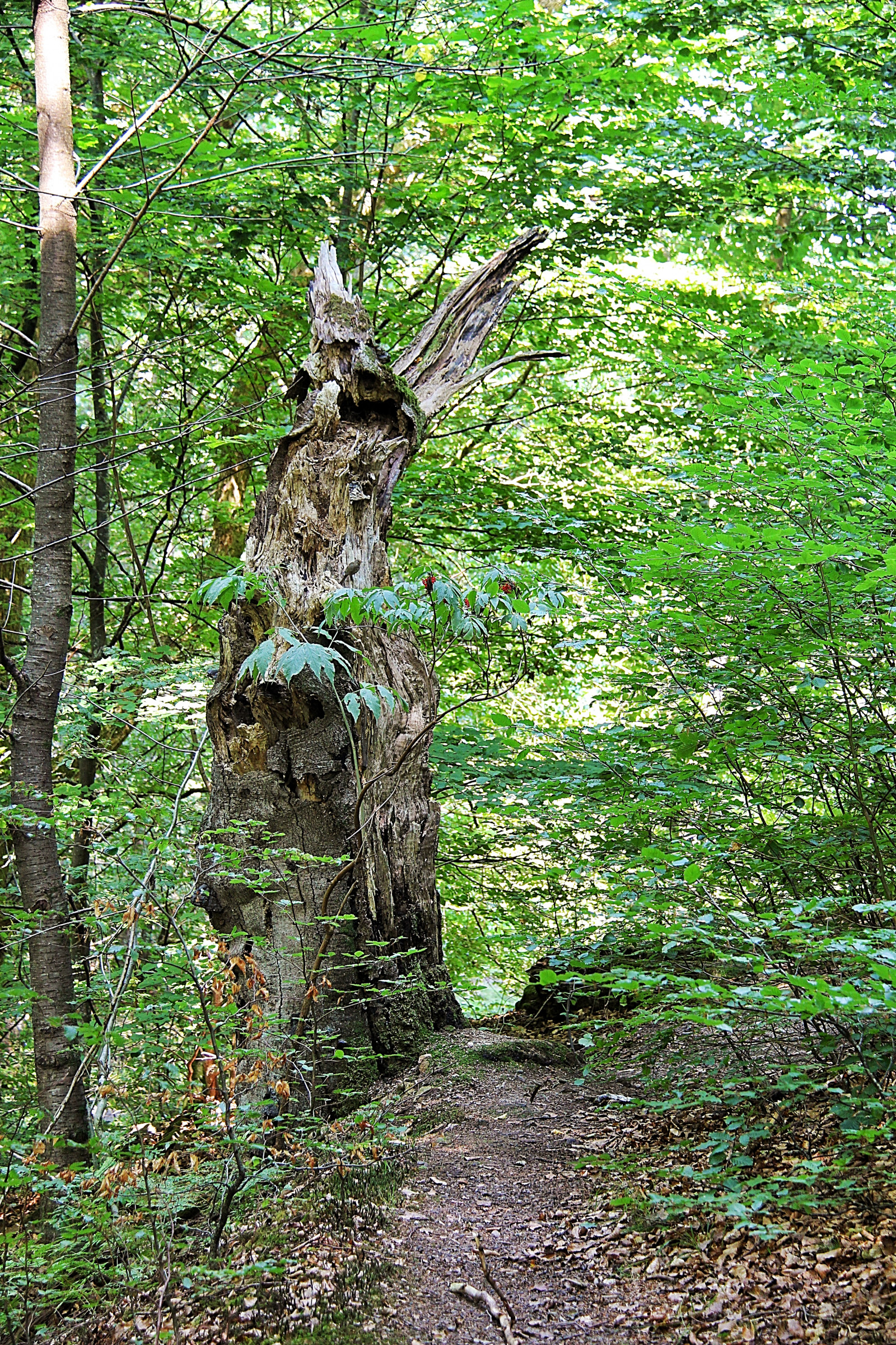 les, jezero, Příroda, park, větev, zelená, džungle, deštný prales, strom, list, květ, rostlina, Stubbe, les, Skog, s der sen, národní park, l vskog, Harwood, zálesí, místo výskytu, přírodní prostředí, botanika, suchozemská rostlina, kvetoucí rostlina, dřevina, kufr, keř, opadavý