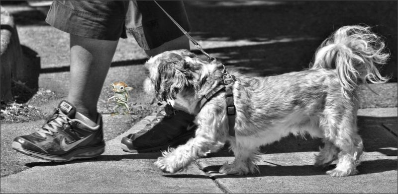 ulice, Pes, Nohy, obuv, Procházka, chodník