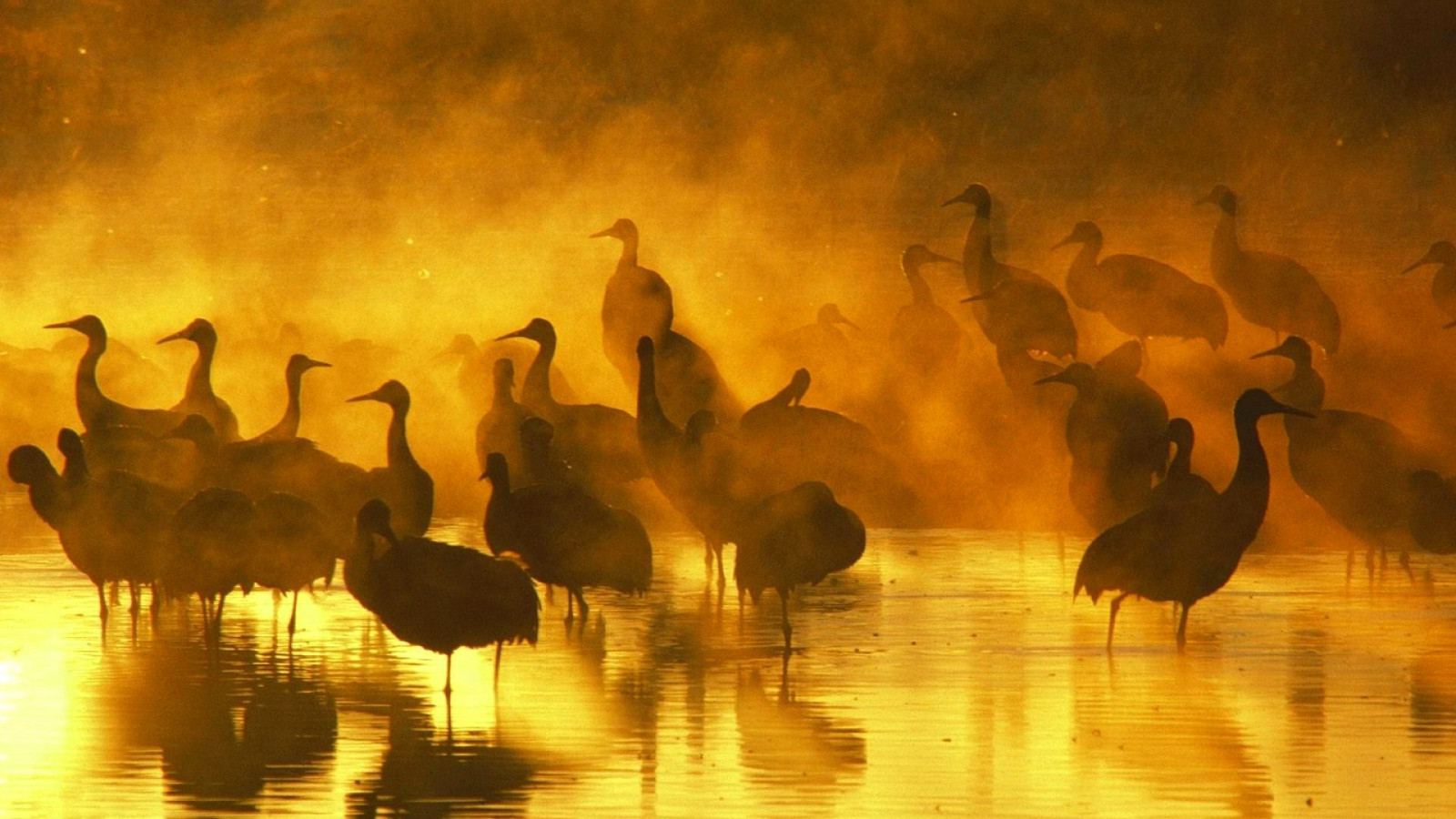 นก, สัตว์, พระอาทิตย์ตก, การสะท้อน, ตอนเย็น, เช้า, นก, เครน, 1920x1080 px, นกน้ำ, นกน้ำ, ห่านห่านและห่าน, การย้ายถิ่นของสัตว์, เครนเหมือนนก