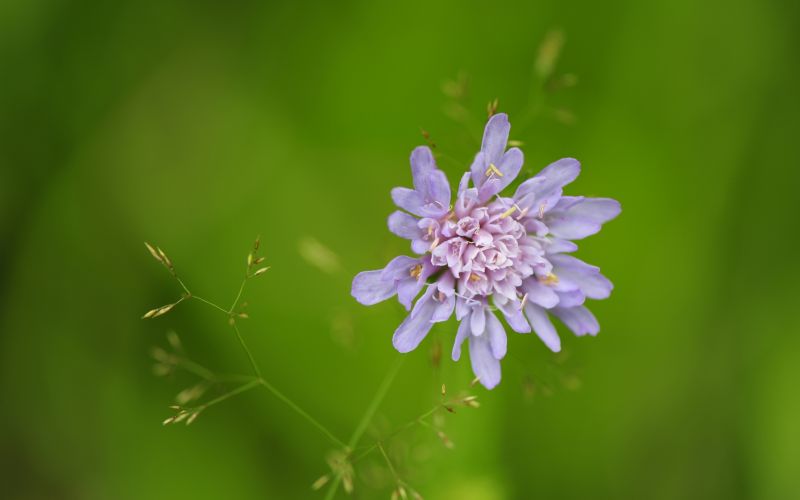 grass,flower,background,light
